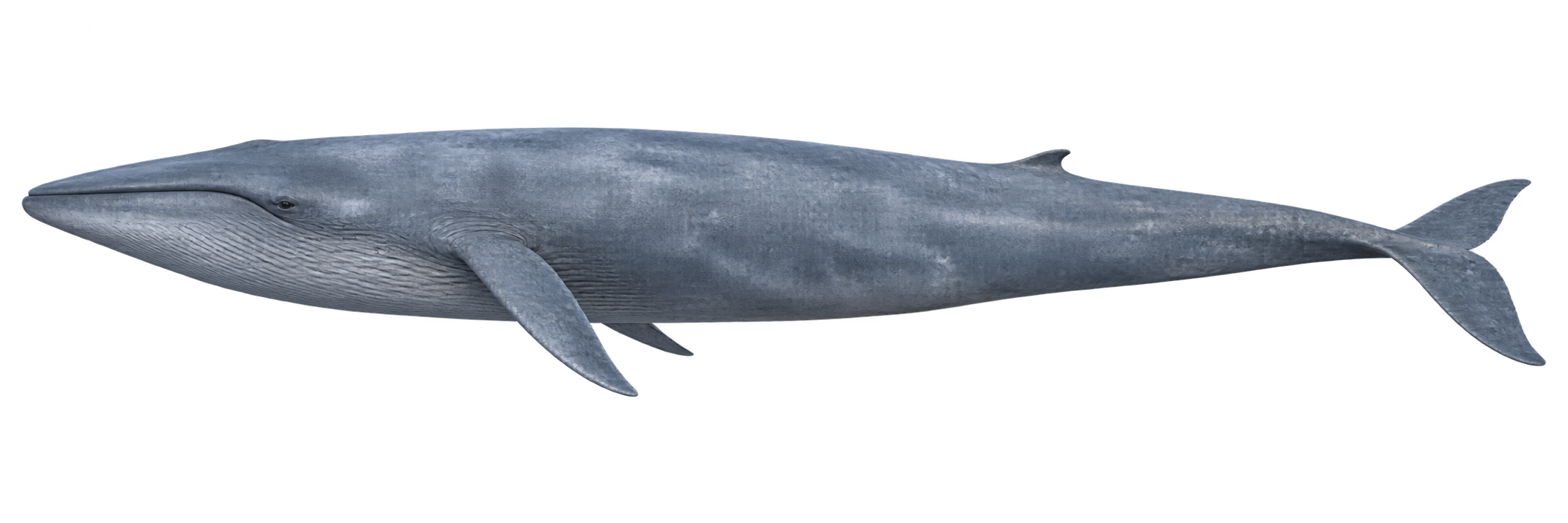 AI-generated illustration of Blue whale
